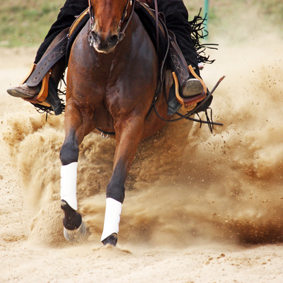 10 Reasons to Supplement Your Horse