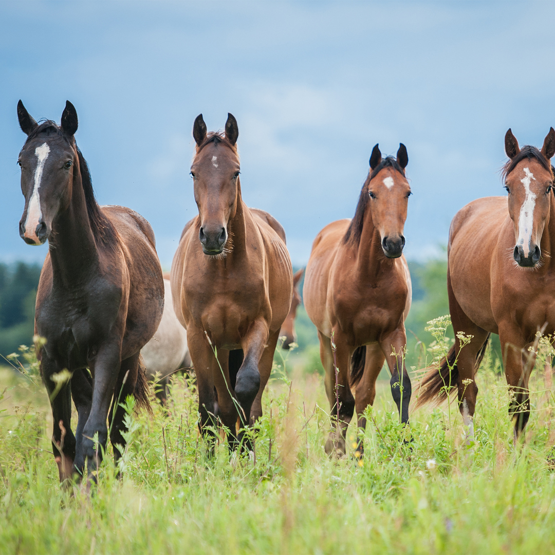How do you know if you horse is in pain? Arnall's Naturals