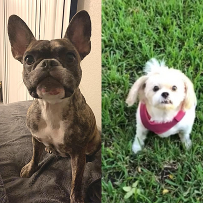 Meet Two Dogs Named Zoey: A Before & After Story