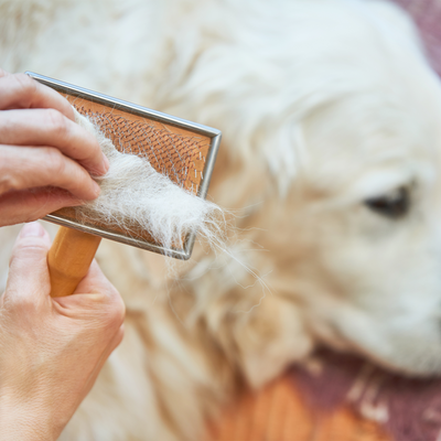 Reducing Dog Shedding and Keeping Your Home Clean