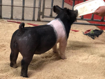 Hi-Ho Genetics: Swollen Pig Hocks