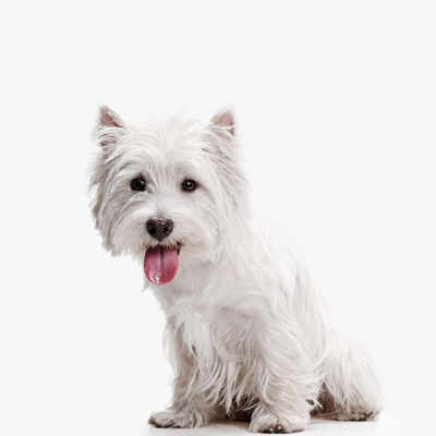 How to Read Your Dog's Body Language