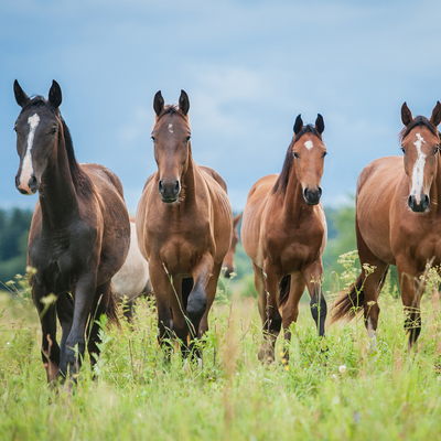 How do you know if you horse is in pain?