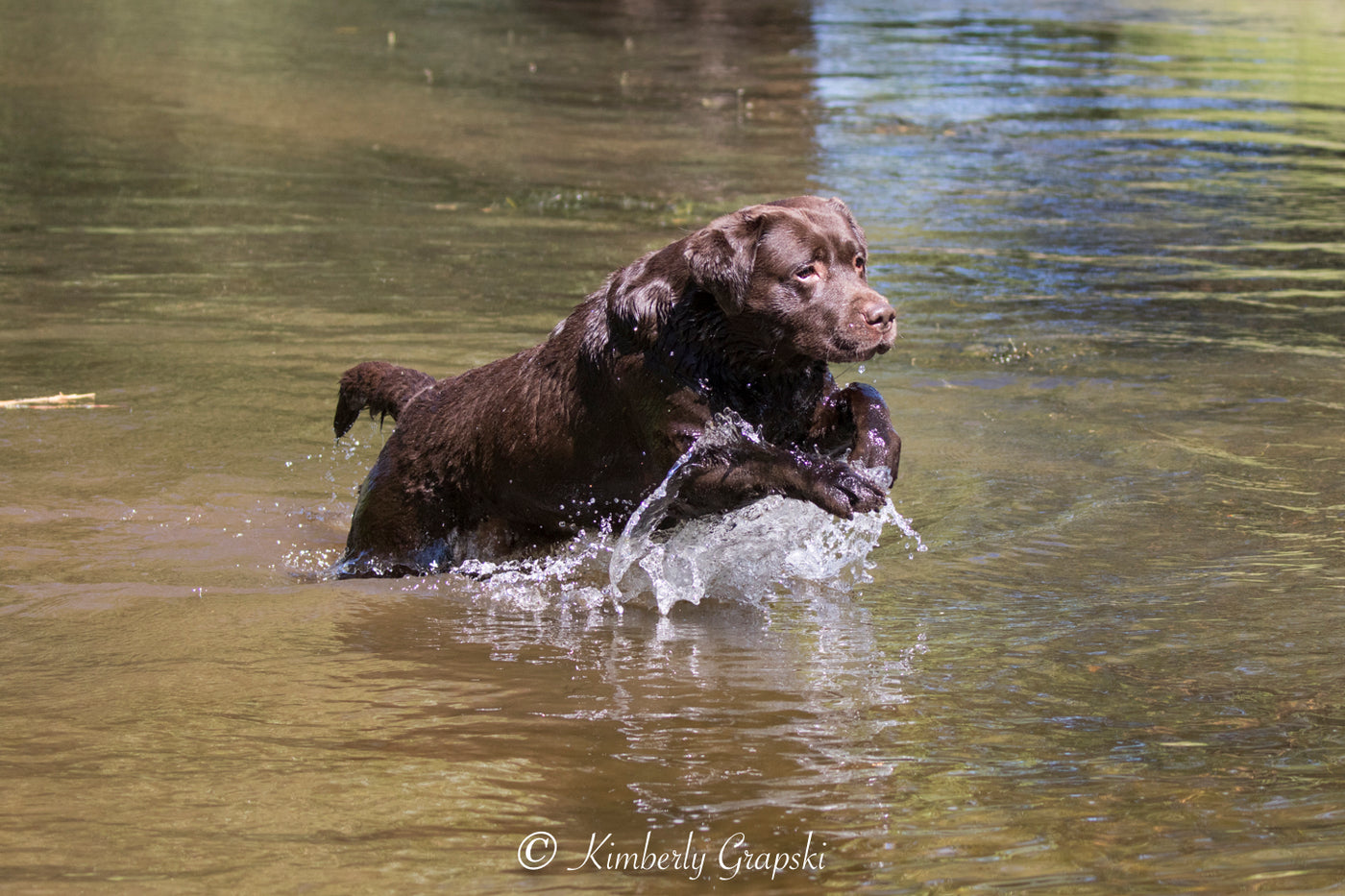 Chocolate lab jumping out of the water