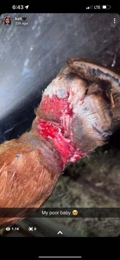 High Five Horses: Injured Back Leg