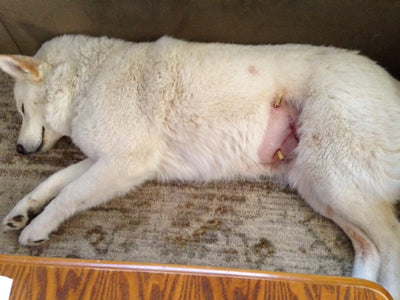 Javalina Injury
