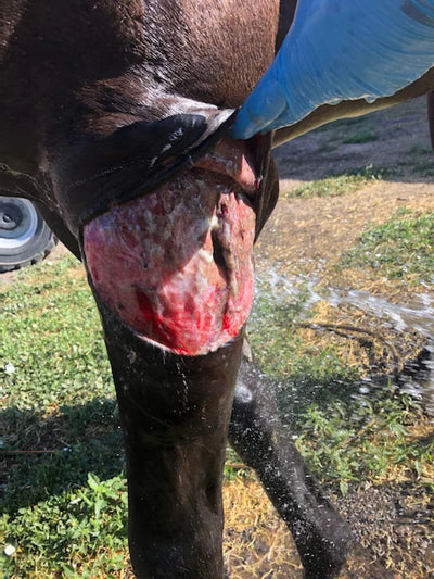 Pasture Injury