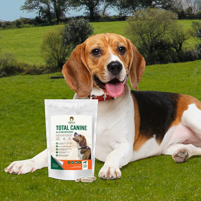 Do Vets Recommend Supplements for Dogs?