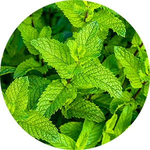 Peppermint Ingredients