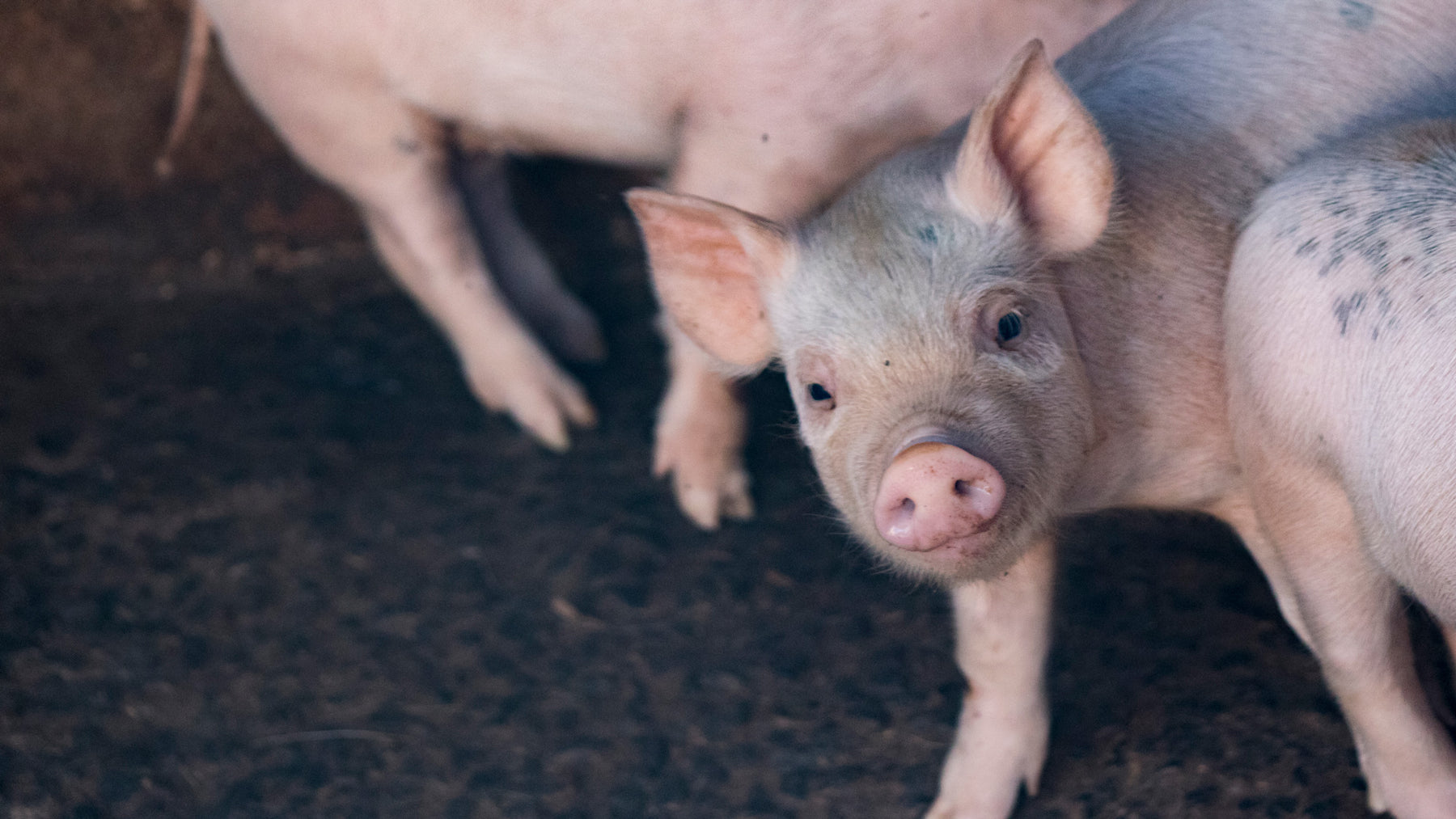 Piglet standing in dirt